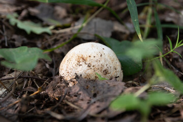 Medicinal mushroom Veselka (Phallus) with a white round cap, growing in the forest. Alternative medicine