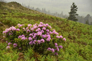 Obraz premium Rhododendron plants/flowers in Knockmealdown Mountains, The Vee Pass, County Tipperary, Ireland