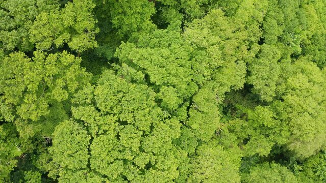 Deciduous forest during summer aerial pan from top of frame to bottom of frame