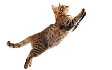 Agile Cat in Action isolated on transparent Background