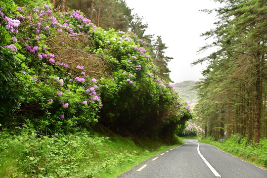 Rhododendron plants/flowers in Knockmealdown Mountains, The Vee Pass, County Tipperary, Ireland