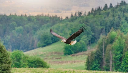 Foto op Canvas A bald eagle flying, beautiful bird, symbol of the usa © dmnkandsk