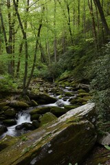 A serene view of a creek in the Great Smoky Mountains National Park