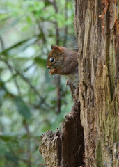 Munching on its lunch, a gray squirrel perches in a tree in the Great Smoky Mountains National Park