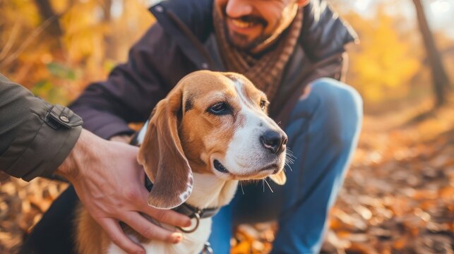 Man petting his dog friend. Beagle dog enjoying communication with his owner during outdoor walking