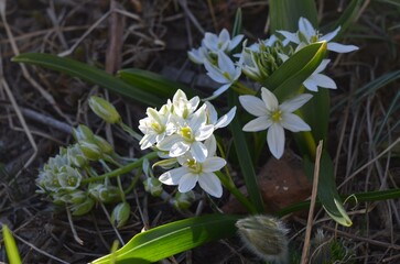 Blooming star-of-Bethlehem Ornithogalum balansae