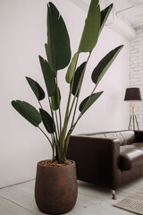 The image is of a potted plant placed in a room 6083.