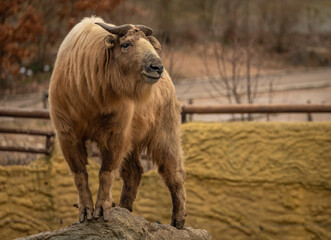 Takini animal with brown hair in cold winter day