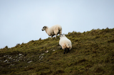 Fototapeta premium Sheep in the mountains