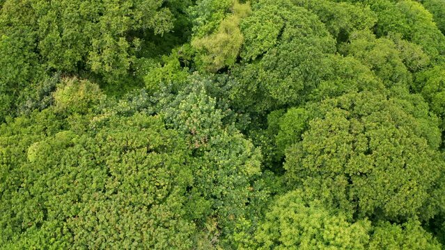 Deciduous forest during summer aerial pan from above from left to right of frame