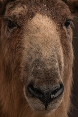 Fototapeta premium Takini animal with brown hair in cold winter day