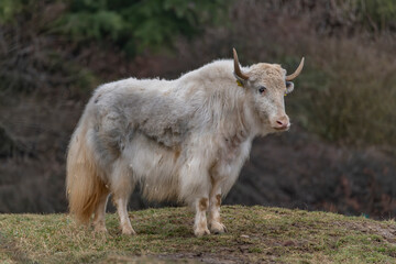 Fototapeta premium White Asia cow with long horn and hair on dry grass in cold day