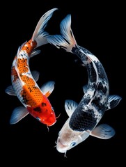 Two beautiful koi fish with orange and white colors, isolated against a black background.
