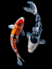 Two beautiful koi fish with orange and white colors, isolated against a black background.
