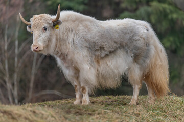 White Asia cow with long horn and hair on dry grass in cold day - obrazy, fototapety, plakaty