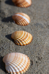 Cerastoderma edule common cockle empty seashells on sandy beach, simplicity background pattern in daylight in the sand