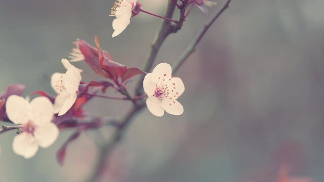 Flowers Of A Red Cherry Plum. Branches On Background Of Beautiful Bokeh. Blossom Of Cherry.