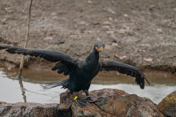 Big bird with long wet wings near pond in forest