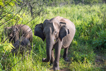 Indischer Elefant im Minneriya Nationalpark auf Sri Lanka