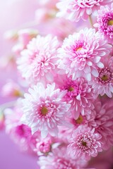 Beautiful Array of Pink Chrysanthemums Captured in Close-Up on a Bright Day