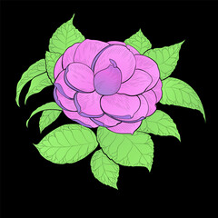 Camellia flowers. Vector illustration. Perfumery and cosmetic plants. Wallpaper. Use printed materials, signs, posters, postcards, packaging. 
