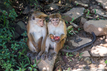 Makaken in Sri Lanka