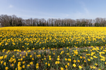 Bulb field full of yellow flowering daffodils.