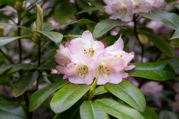 Beautiful very pale pink rhododendron flowers in spring, close up