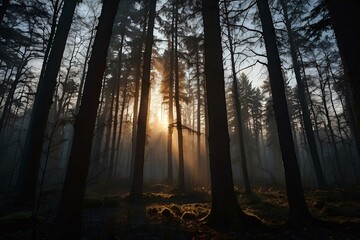 Sunset light between trees in a dark forest