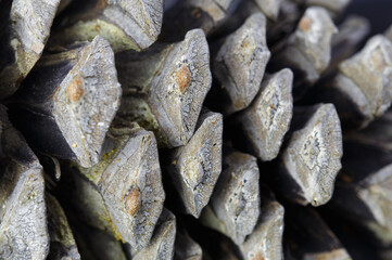 Close-up of cones of open dry pine cone, without pine nuts. Selective focus.