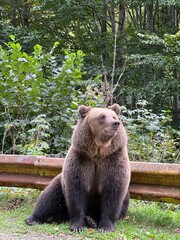 Grizzly bear