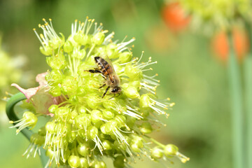 Insekten 52