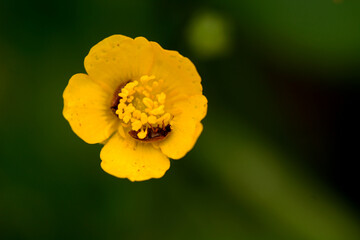 żółty kwiat z robakiem