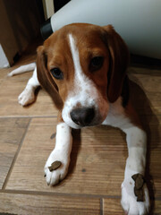 Beagle uczy się posłuszeństwa - obrazy, fototapety, plakaty