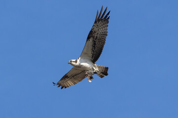 獲物を掴み飛翔するミサゴ
