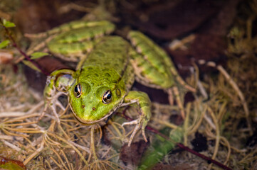 Frog in water. Pool frog swimming in water. Pelophylax lessonae. European frog.