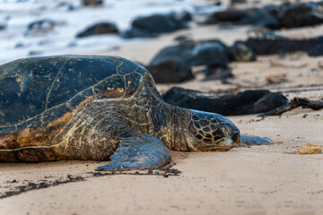 turtles on the beach
