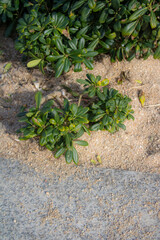 plants in the garden in a beach