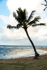 a Hawaiian landscape 