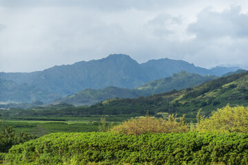 Fototapeta na wymiar a Hawaiian landscape 