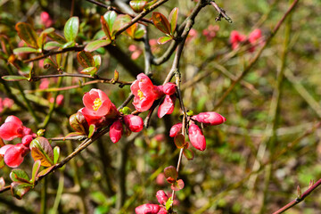 Japanese quince in full blooming.