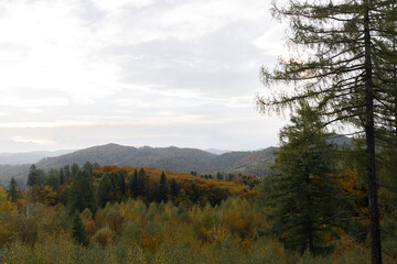 Autumn Forest Landscape with Mountain View