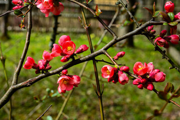 Japanese quince in full blooming.