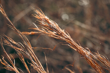 ears of wheat in the wind