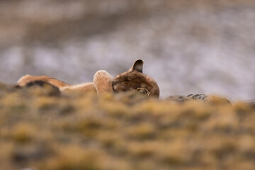 Fototapeta premium Cougar , Torres del Paine National Park, Patagonia, Chile