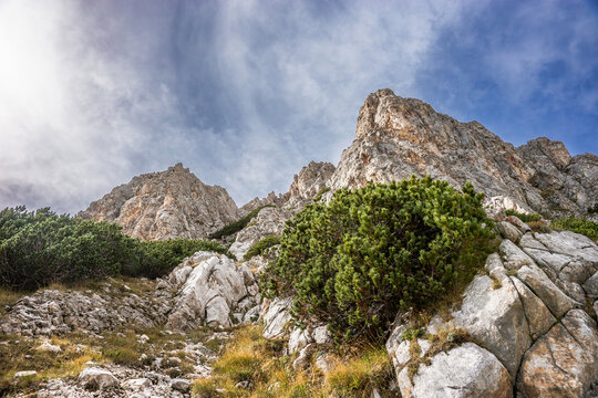 Dwarf mountain pine, or mugo pine (pinus mugo) shrubs under rocky Mt. Vihren summit. Summer landscape in Pirin national park, Bulgaria.