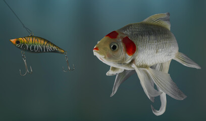 White fishing looking at the lure of gun control