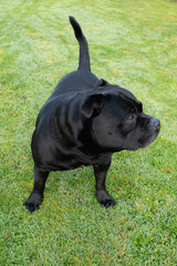 Staffordshire Bull Terrier dog standing on grass, his head is turned to one side in profile. - 728850479