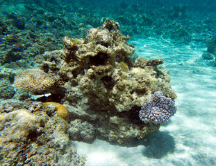 Naklejka na ściany i meble A close up of corals