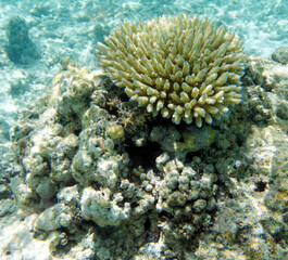 Fototapeta na wymiar A close up of corals